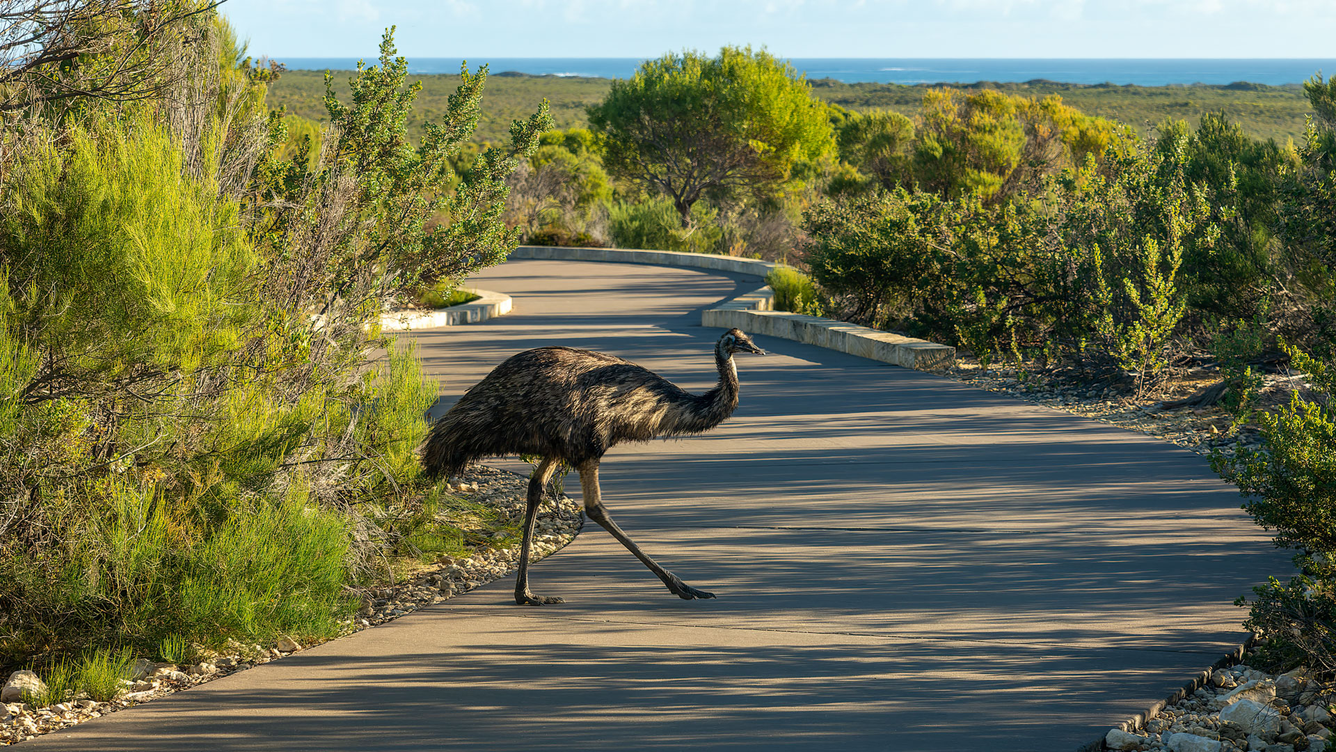 The Pinnacles Desert - Emu
